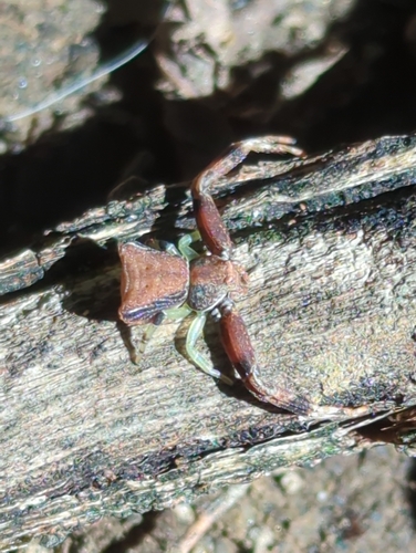 Pistius truncatus