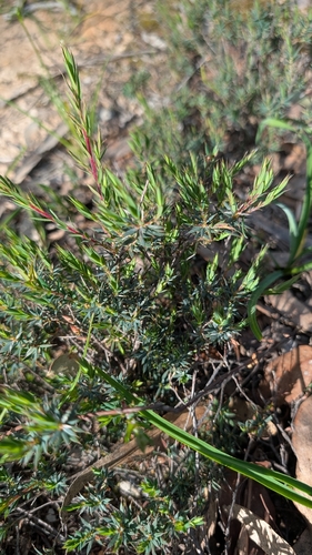Cranberry Heath