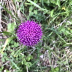 Carduus defloratus