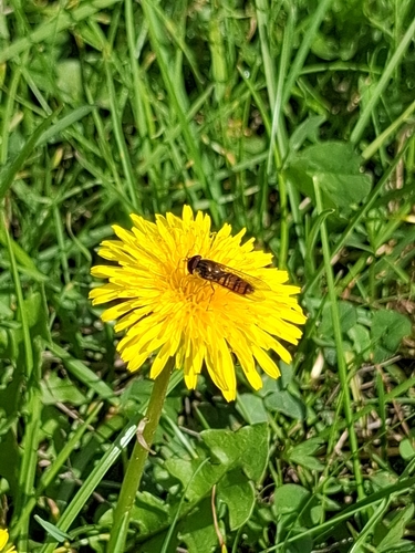 Marmalade Hover Fly