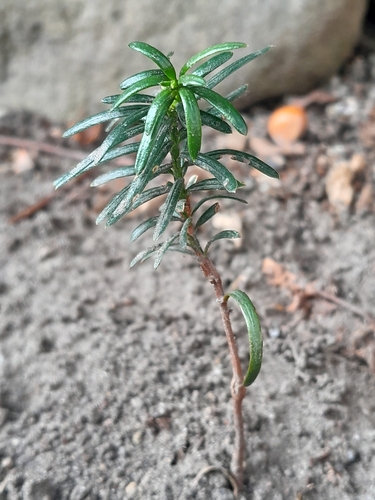 Japanese yew