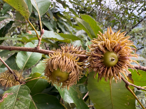 Quercus variabilis
