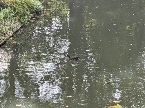 Eurasian Moorhen