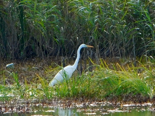 Great Egret