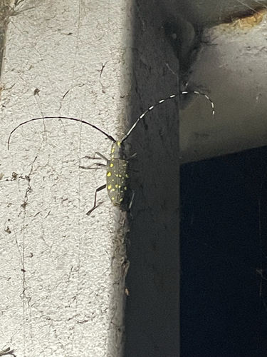 Yellow-spotted Longicorn Beetle
