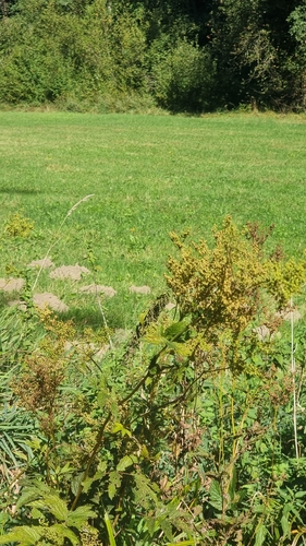 Meadowsweet