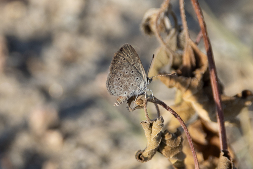 African Grass Blue