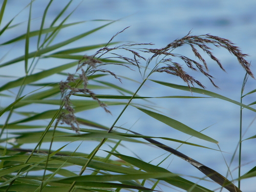 common reed