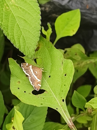 Hawaiian Beet Webworm Moth
