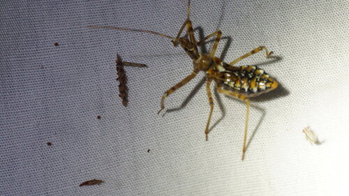 Common Assassin Bug