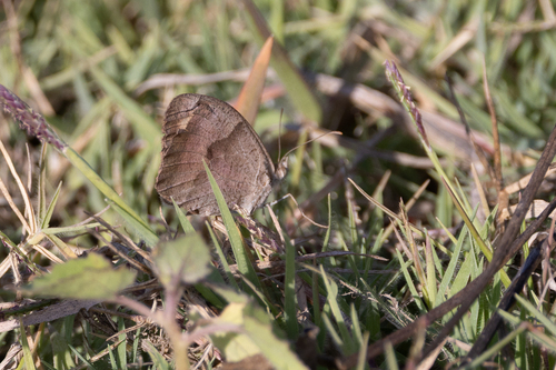 Meadow Brown