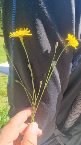 Autumn Hawkbit