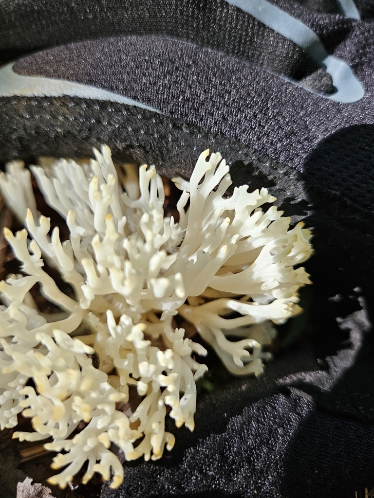 white coral fungus · September 2026 · photo: Photo: no rights reserved · iNaturalist