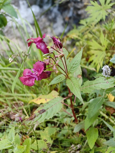Himalayan balsam