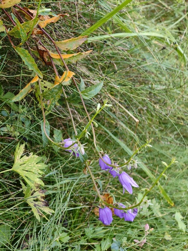 Creeping Bellflower