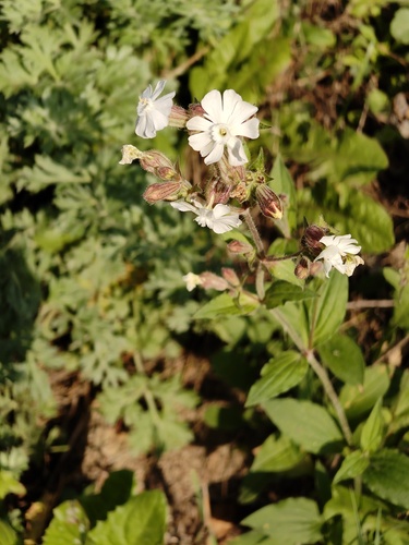 white campion