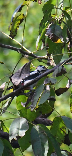 Great Spotted Woodpecker