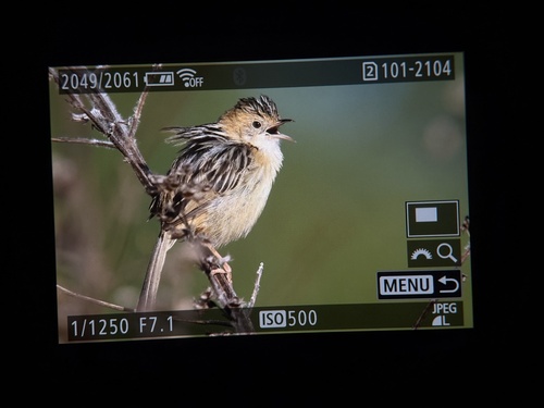 Golden-headed Cisticola