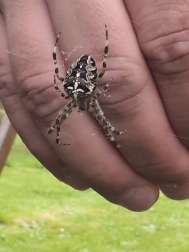 Cross Orbweaver