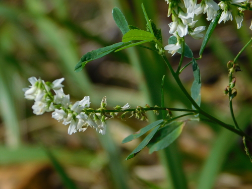 White Sweetclover