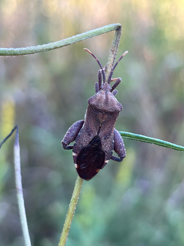 Piezogaster calcarator