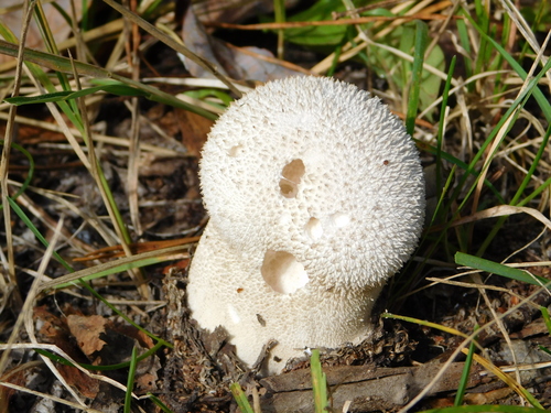 Peeling Puffball
