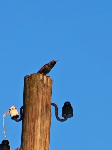 European Starling