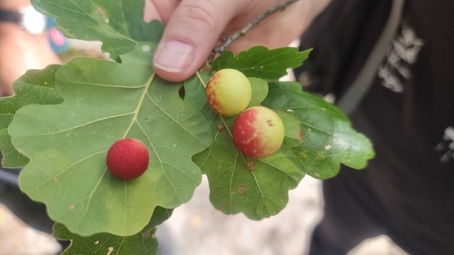 Cherry Gall Wasp