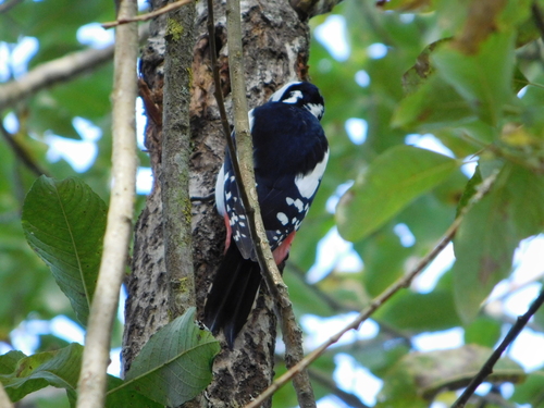 Great Spotted Woodpecker