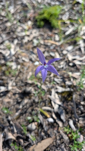 Waxlip Orchid
