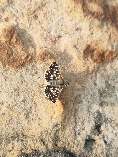 Asian Grizzled Skipper
