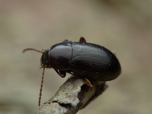Nalassus laevioctostriatus