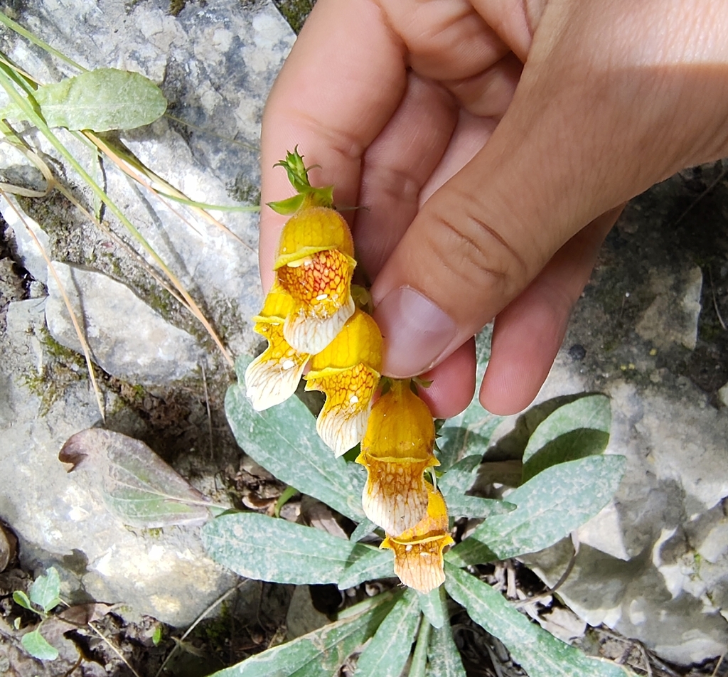 Digitalis laevigata; photograph (c) Elias Freyhof, some rights reserved (CC BY)