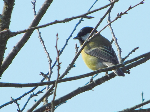 Great Tit
