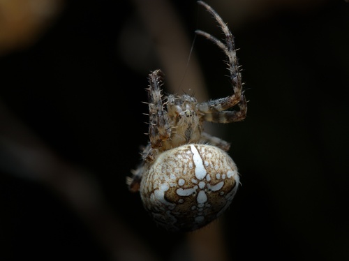 Cross Orbweaver