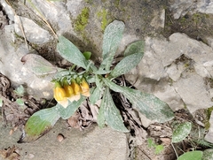 (c) Elias Freyhof, some rights reserved (CC BY) Digitalis laevigata, photograph (c) Elias Freyhof, some rights reserved (CC BY)