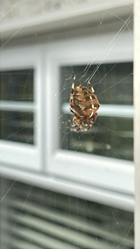 Cross Orbweaver