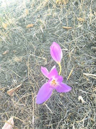 Colchicum bivonae