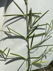 Pediomelum linearifolium