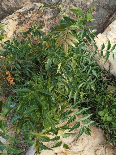 Neem