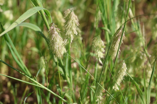 Lamarckia aurea, photograph 3