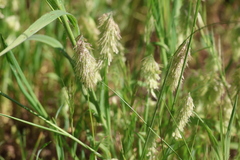 Lamarckia aurea, photograph (c) swainsona1, some rights reserved (CC BY)