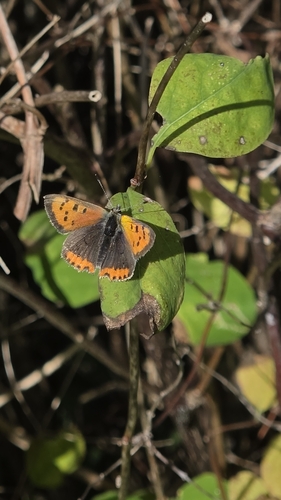 Small Copper