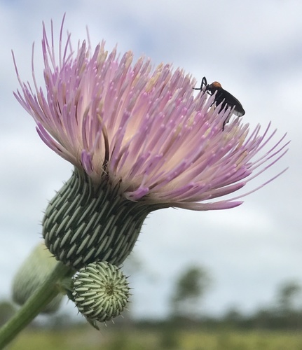 Cirsium nuttalii image