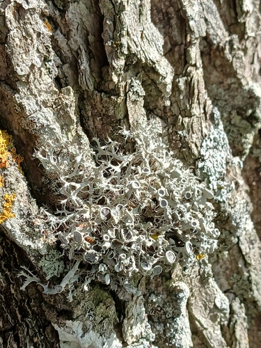 Great Ciliated Lichen