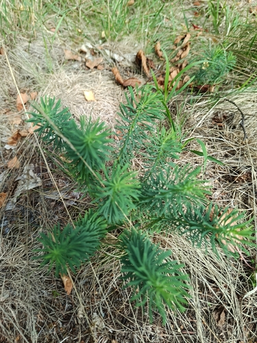 cypress spurge