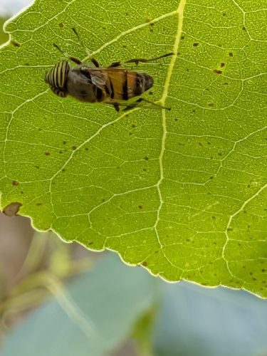 Stripe-eyed Lagoon Fly