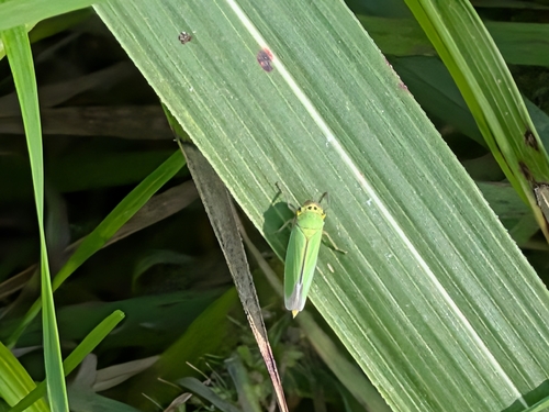 Green Leafhopper