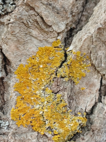 Common Sunburst Lichen