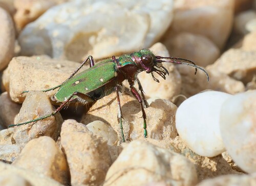 Green Tiger Beetle